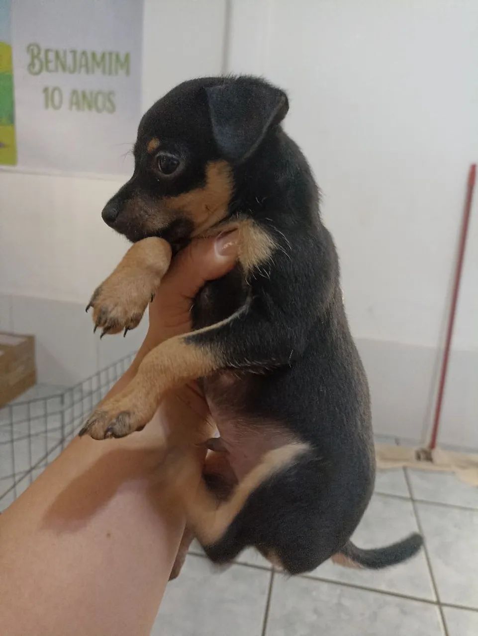 Filhotes Pinscher macho - Foto 2