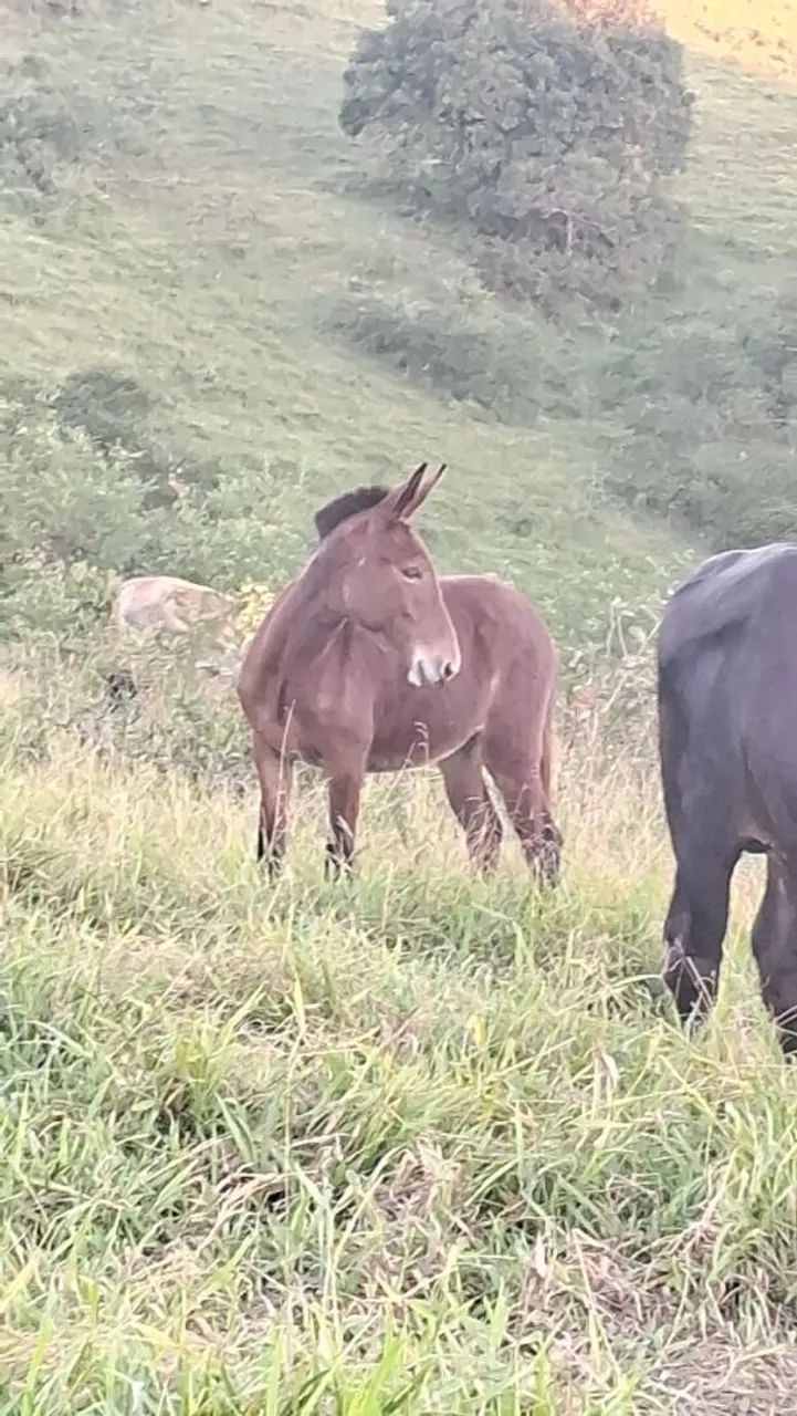 Mula a venda  - Foto 4