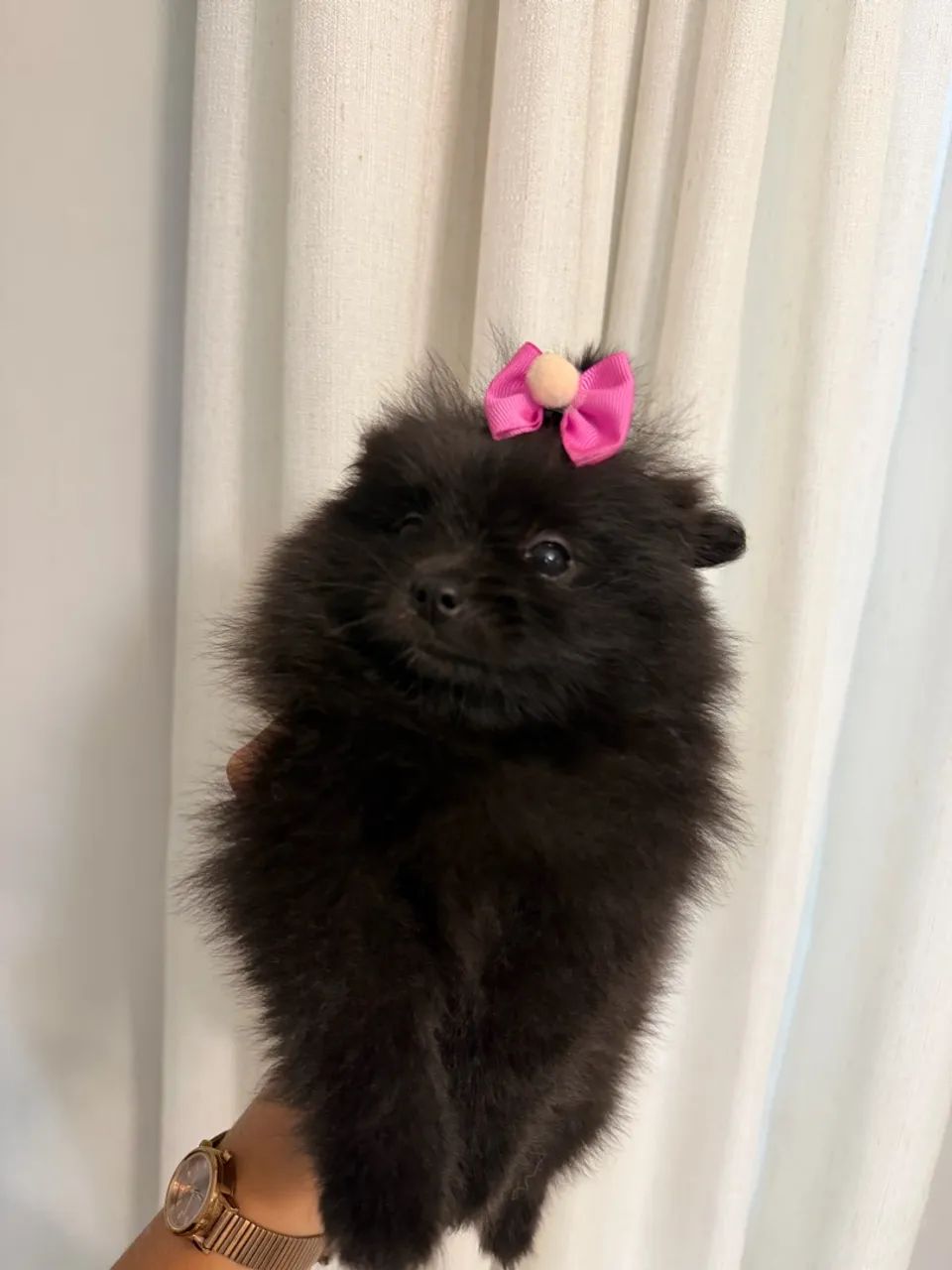 SPITZ ALEMÃO  - Foto 2