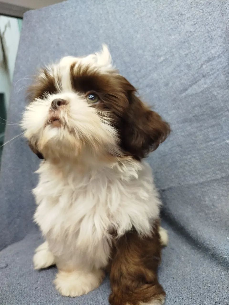 Shihtzu macho  - Foto 3