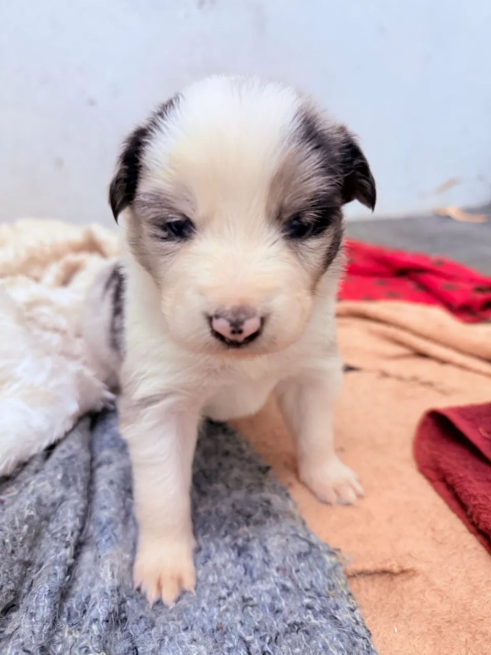 Border Collie - Foto 3