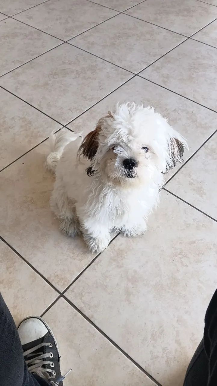 Cachorro - Foto 2