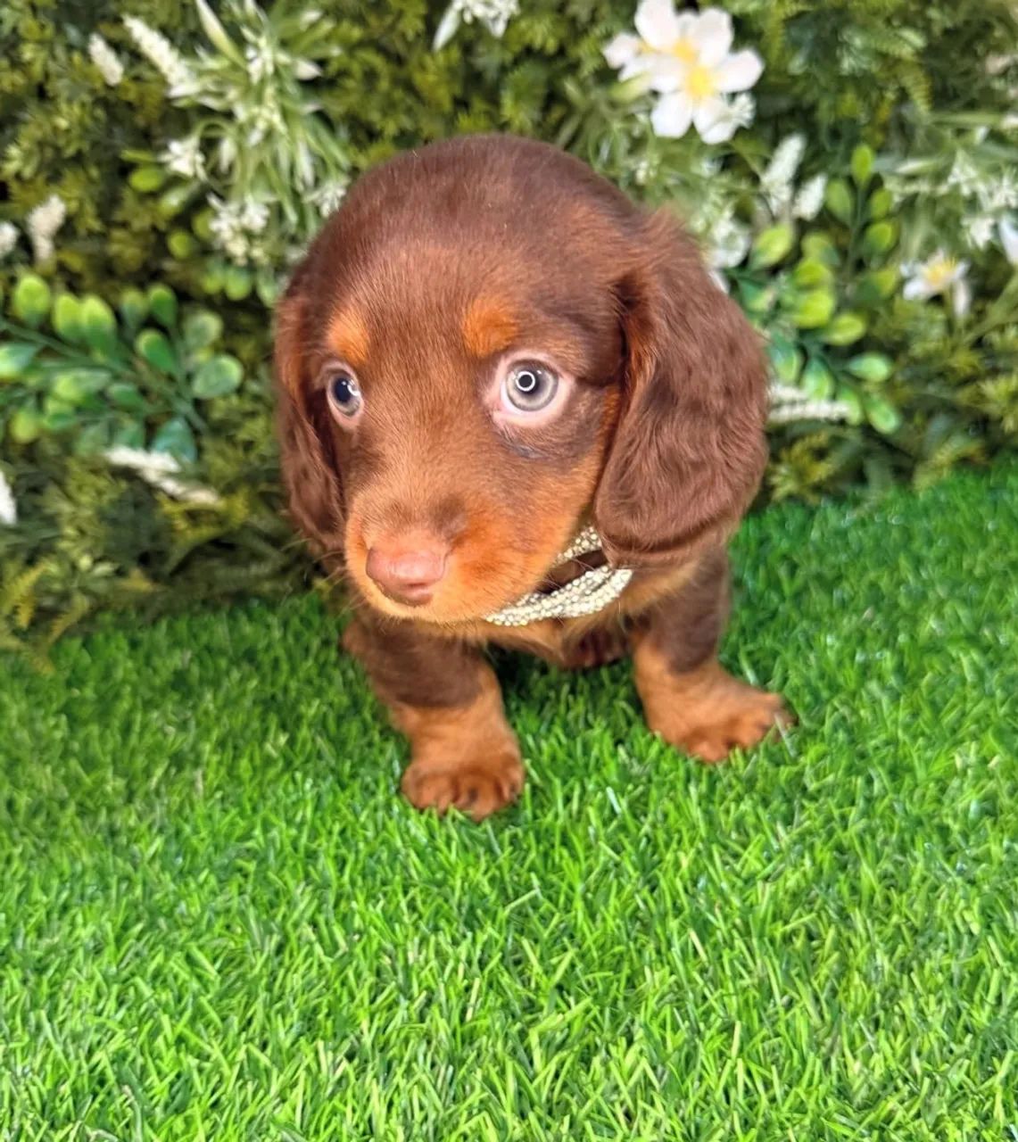dachshund pelo longo  - Foto 2