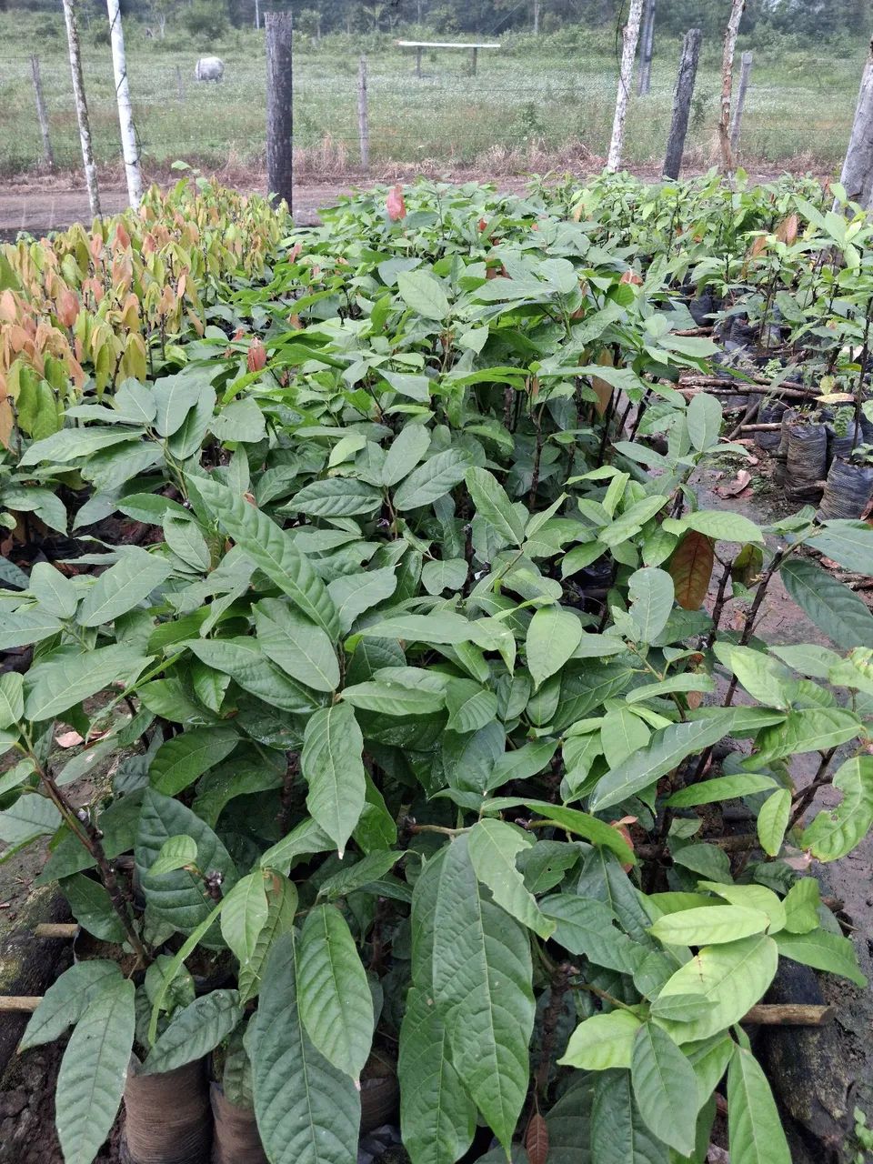 Mudas de cacau clonado CEPEC - Foto 2