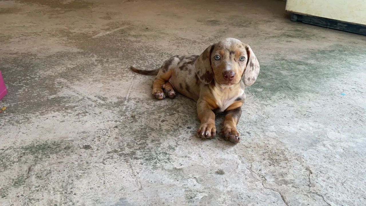 Dachshund Chocolate Merle  - Foto 4