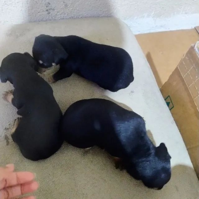Pinscher 1 - Foto 2