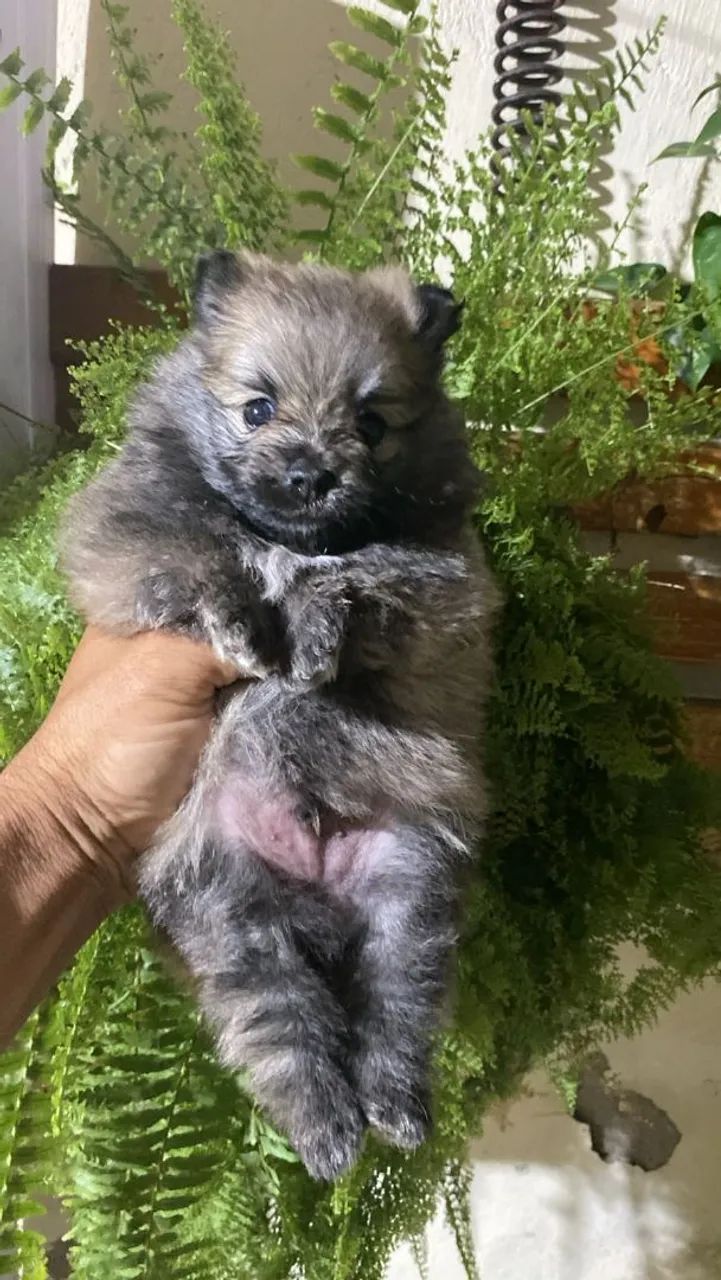 Spitz alemão macho - Foto 4