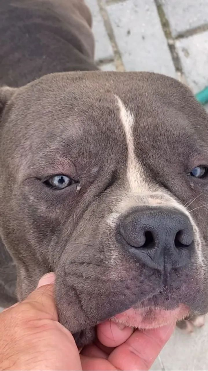 Canil SILVA VENDE AMERICAN BULLY MICRO  - Foto 3