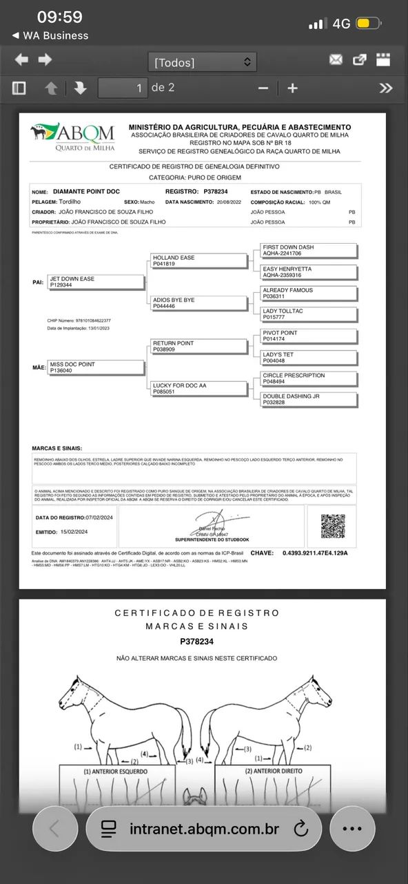 Potro Quarto de Milha com Documento  - Foto 4