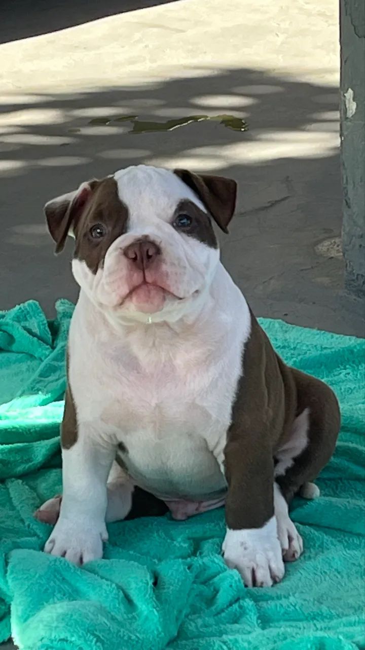 Cachorro de estimação 