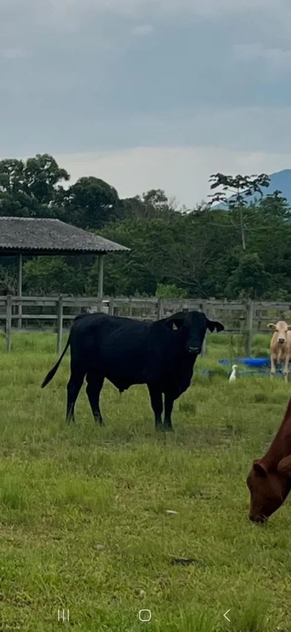 Vendo touro