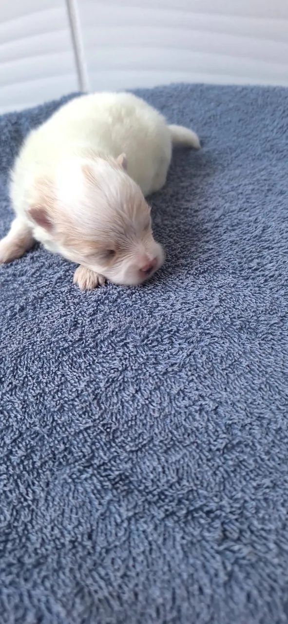 Spitz Alemão Anão Macho  - Foto 2