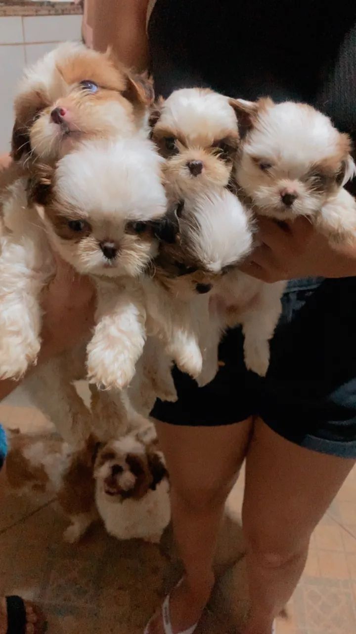 Shih tzu - Foto 5
