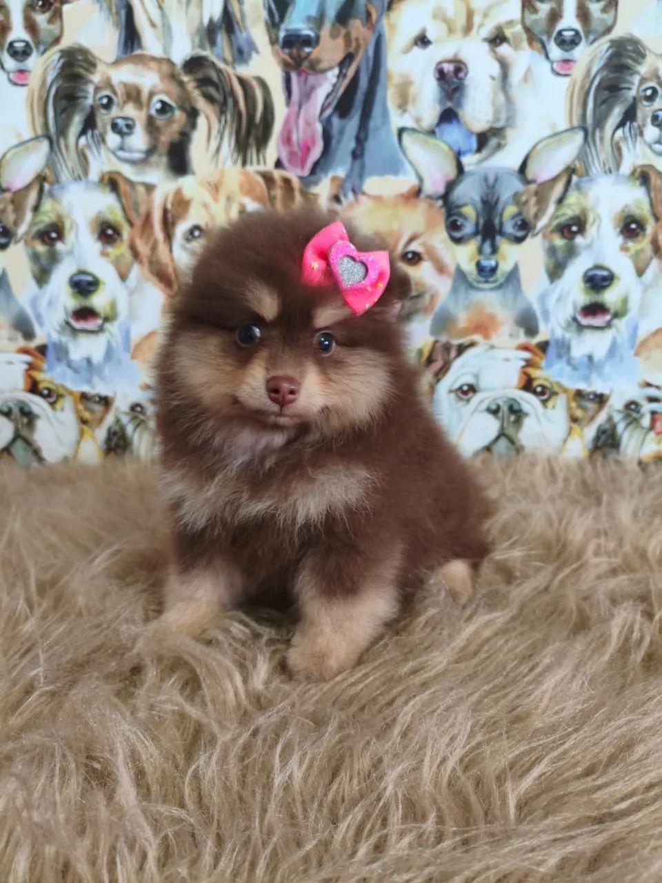 Spitz alemão  - Foto 2