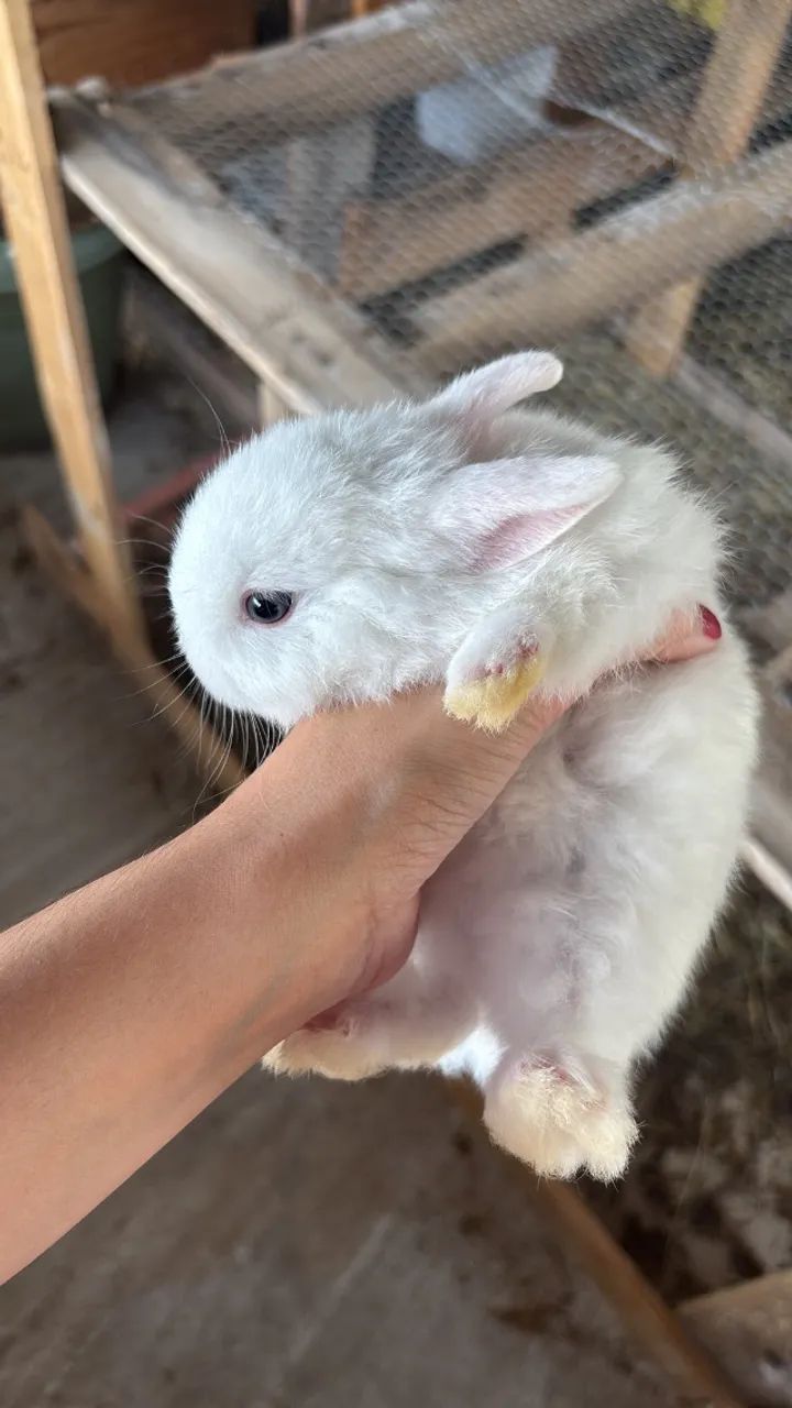 Mini coelho  - Foto 2