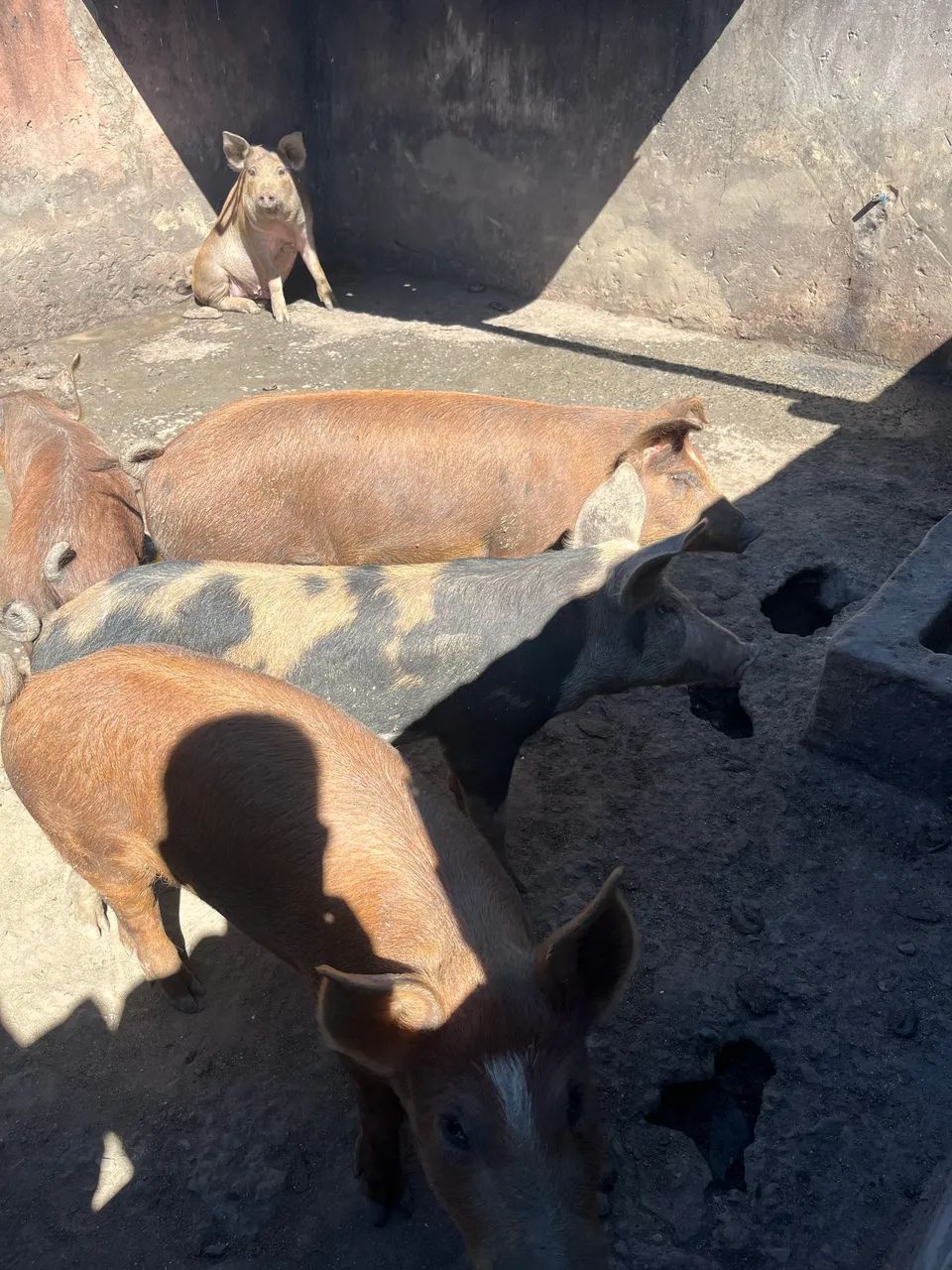 Porcos Duroc  - Foto 2