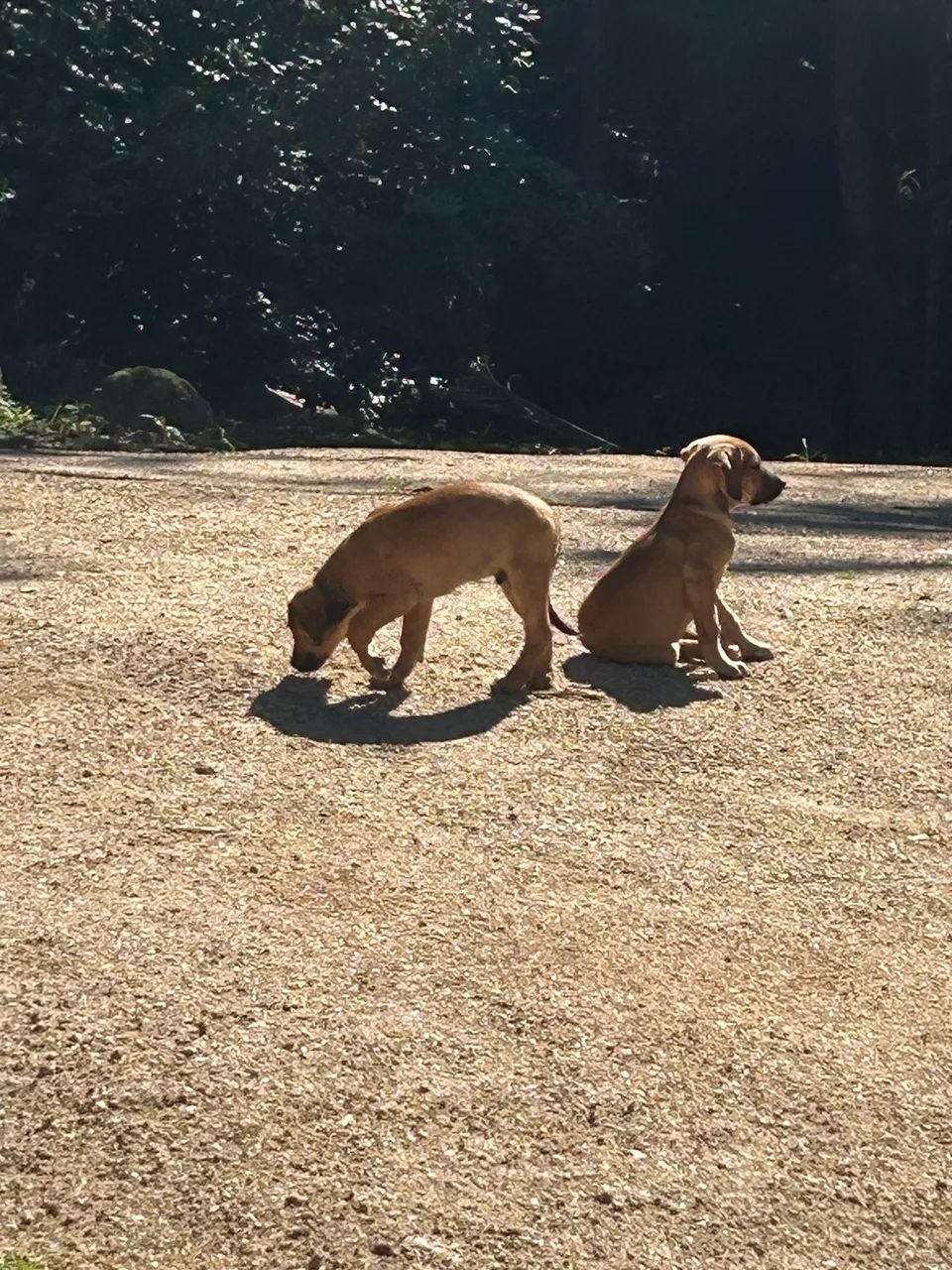 Cães 