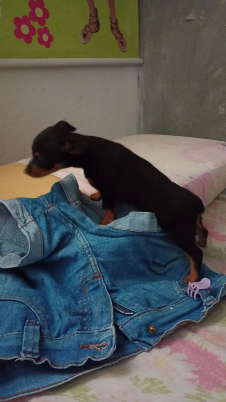 Vendo - Foto 3