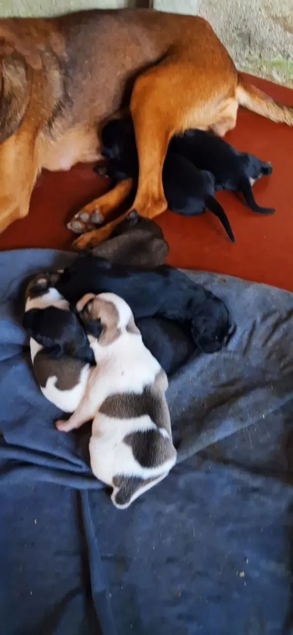 Cachorrinhos lindos: Encomendei seu  - Foto 3