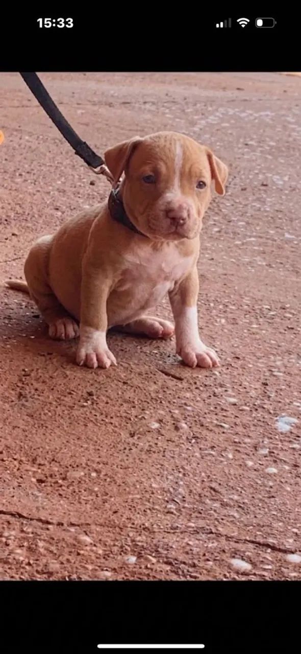 Filhote de Pitbull  - Foto 3