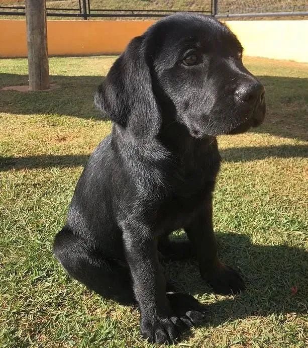 labrador lindos filhotes 