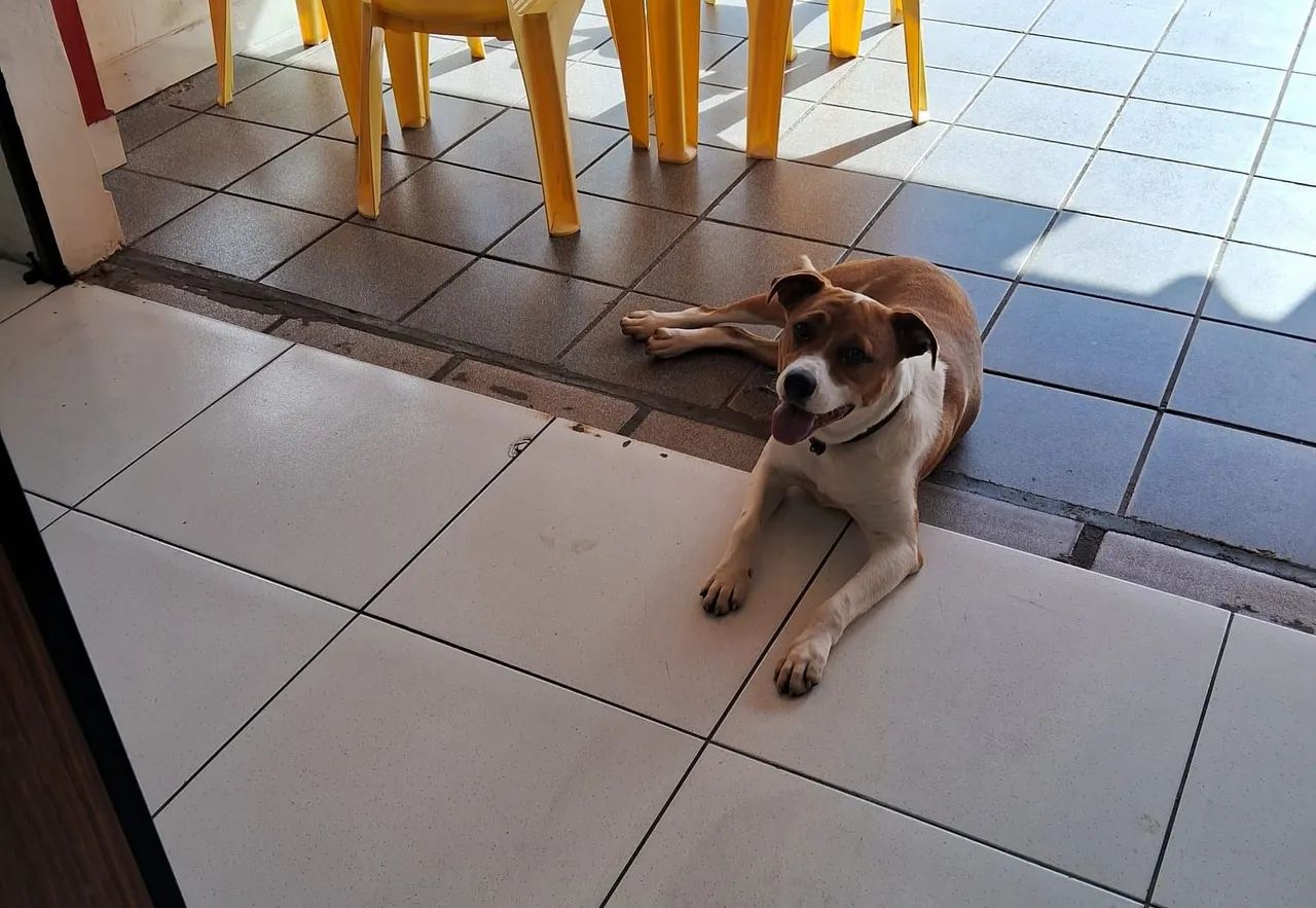 Maravilhoso macho pra  ADOÇÃO  - Foto 4