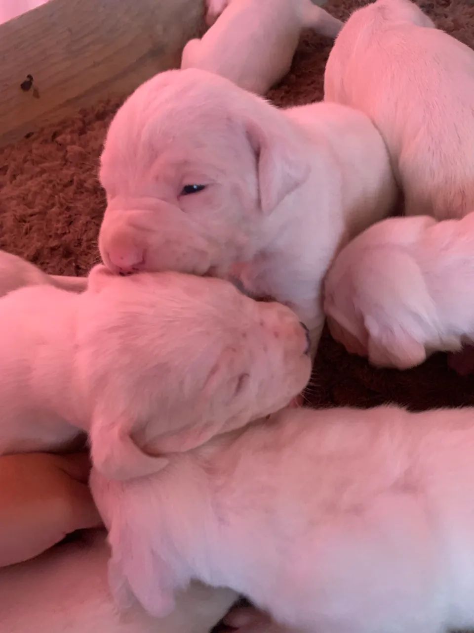 Cachorro  - Foto 2