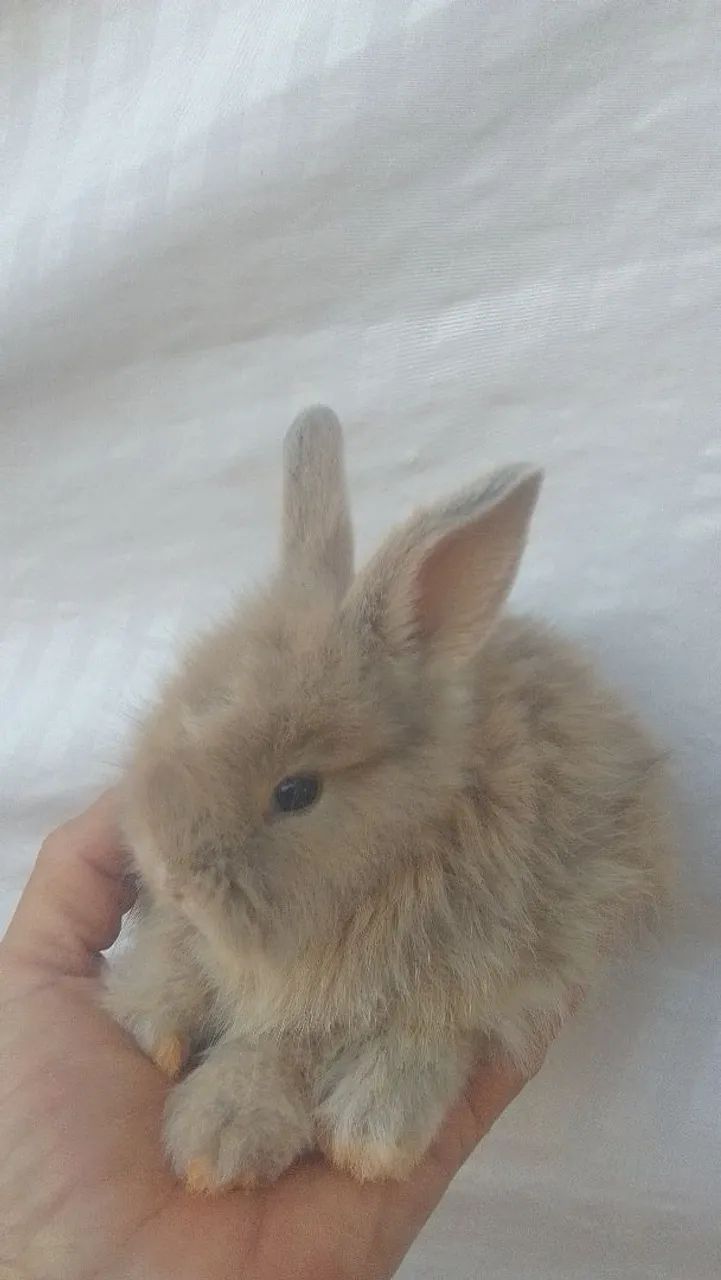 Coelhos - Foto 3