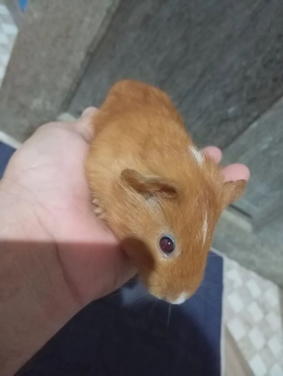 Vando lindos filhotes de pouquinho da índia  - Foto 6