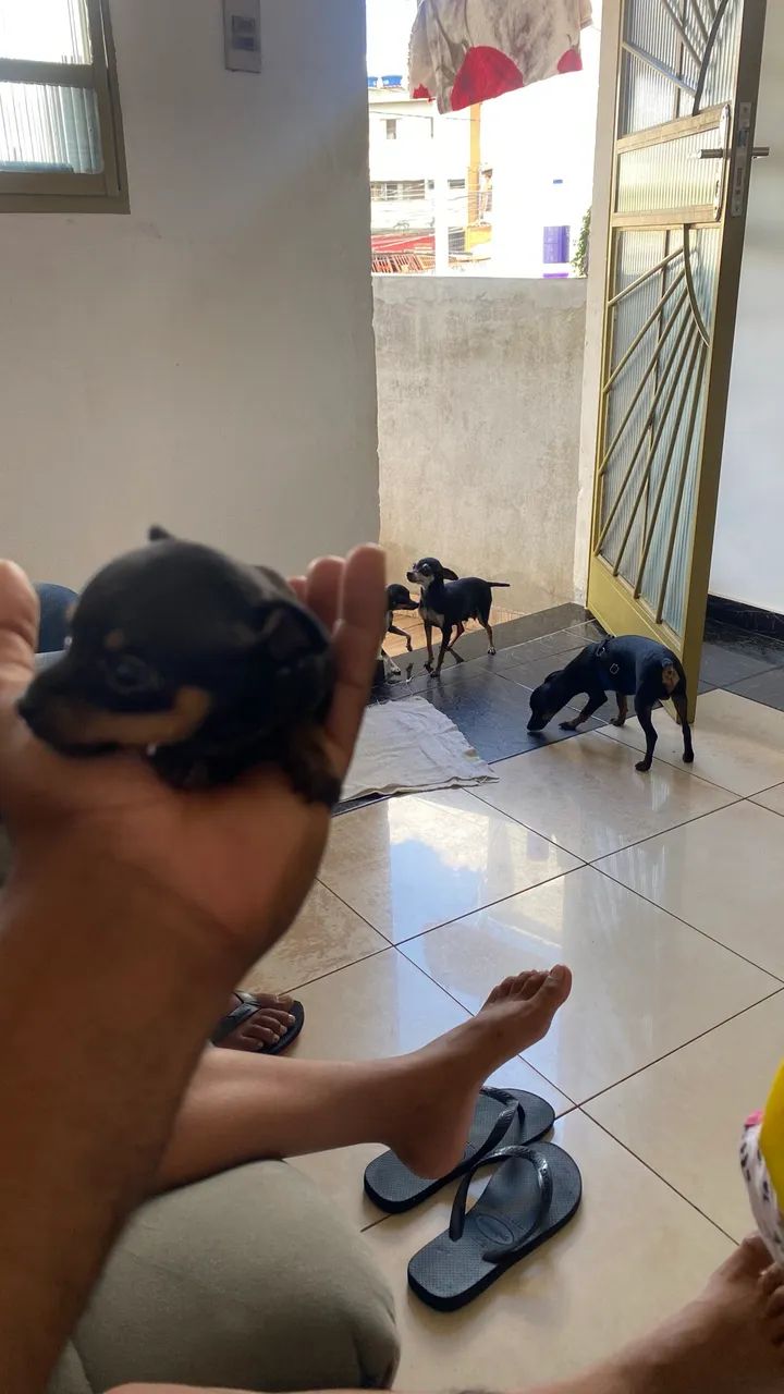 Pinscher  00 - Foto 2