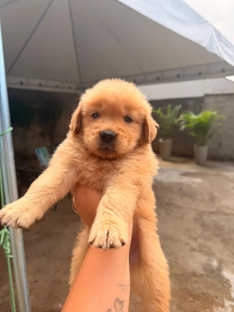 Golden retriver - Foto 4