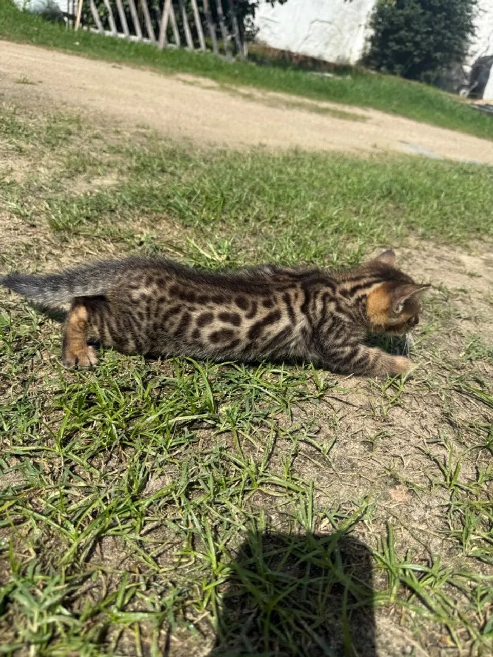 Gato de Bengala Filhote - Foto 3
