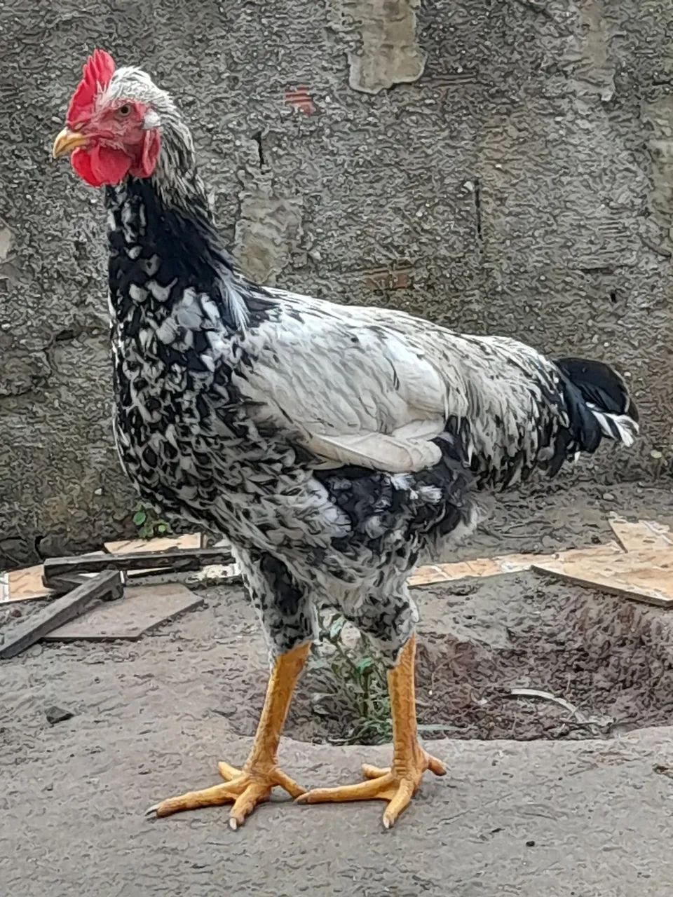 Frango Balão motley - Foto 4