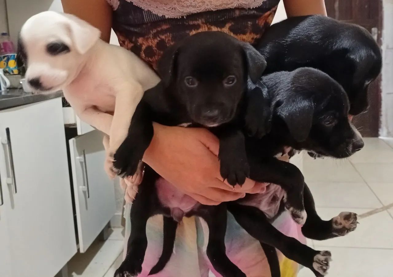 Doação de cachorrinhos  - Foto 5