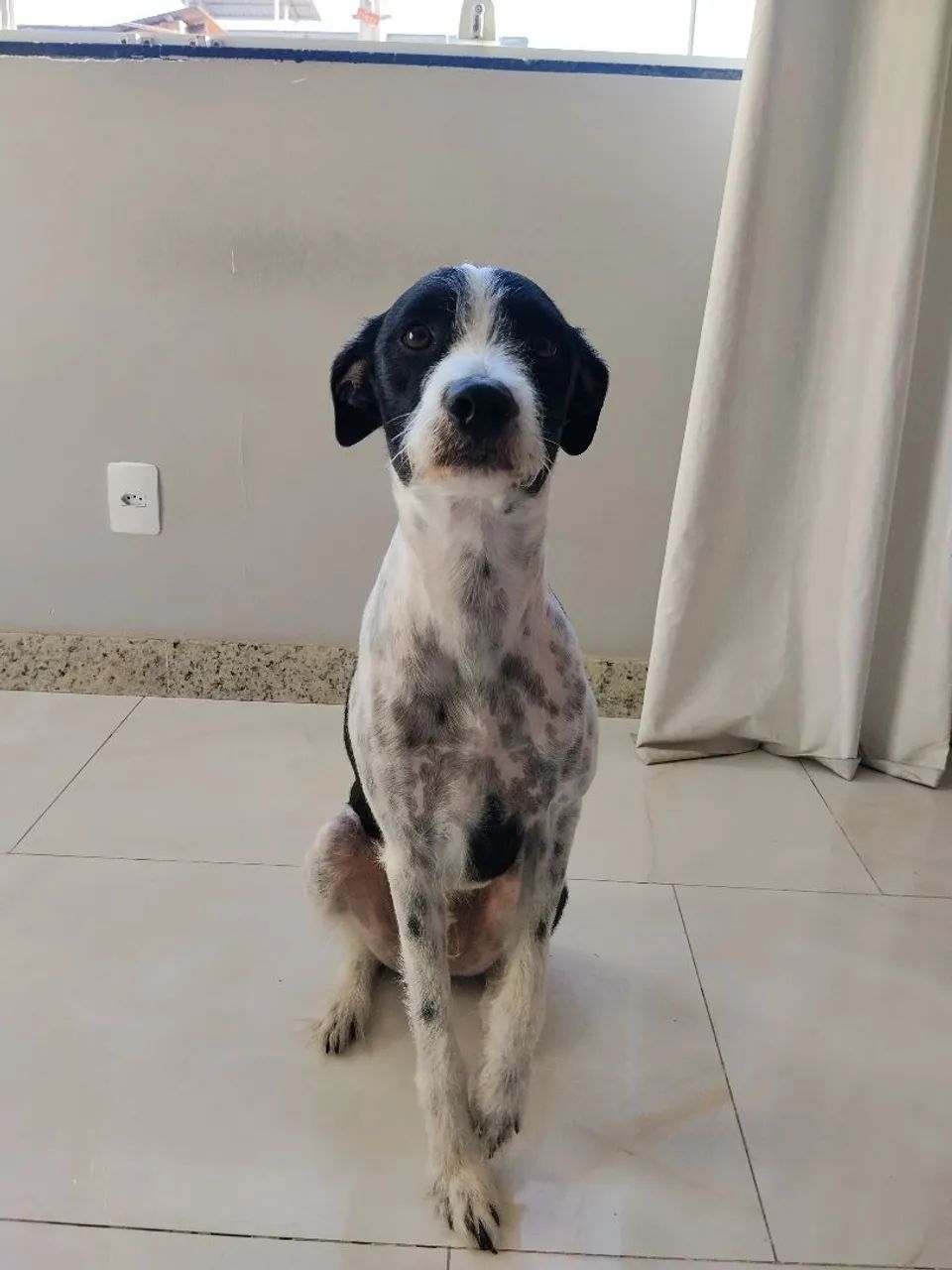 Cachorro - Foto 2