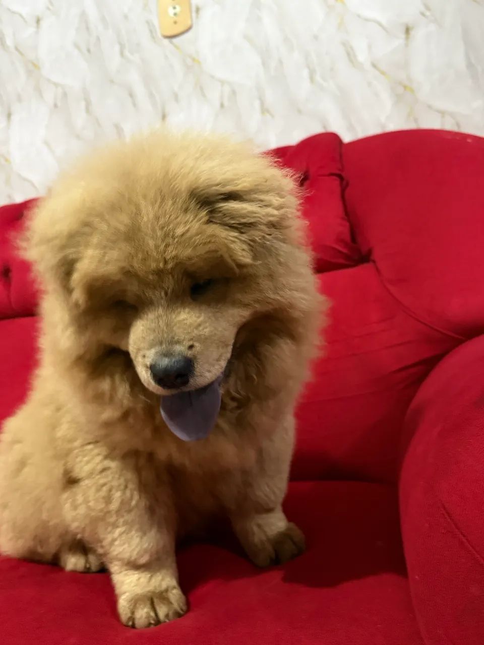Chow Chow  - Foto 2