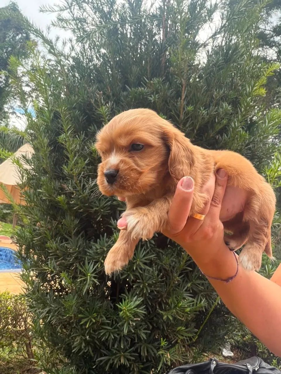 Cocker spaniel com olhar que apaixona 