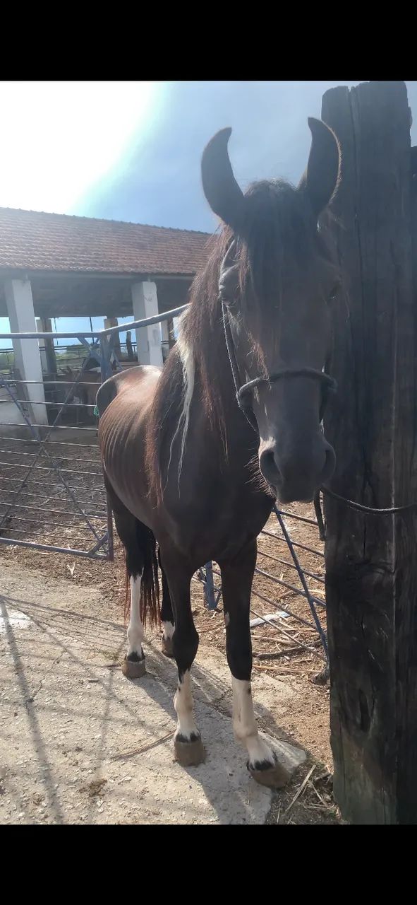 Garanhao mangalarga marchador pra trocar em égua registrada 