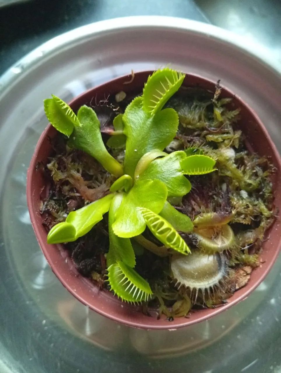 Vendo planta carnívoras real 