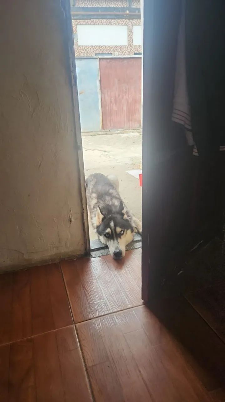 HUSKY SIBERIANO  - Foto 2