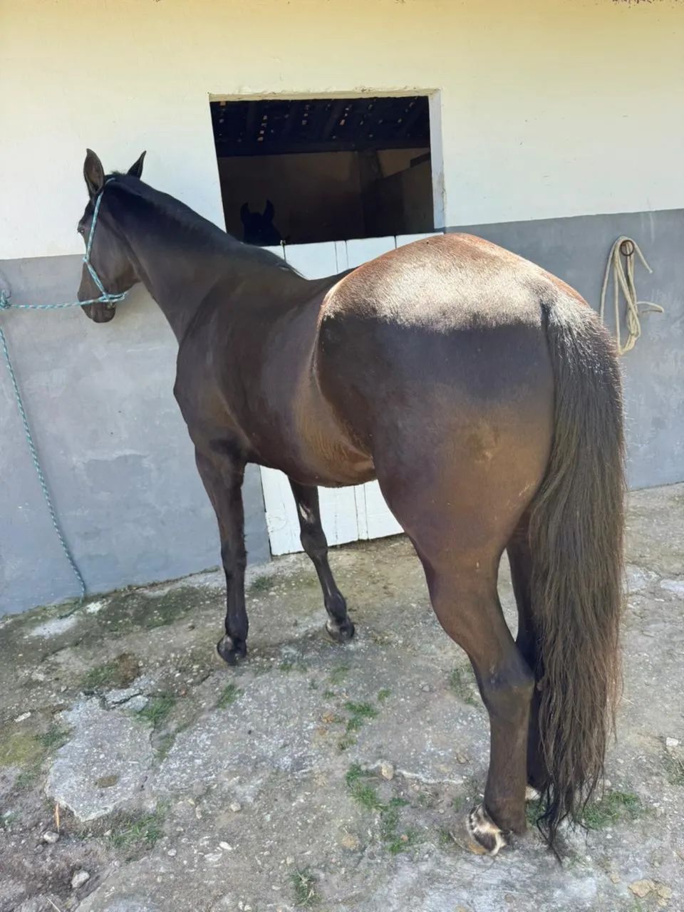 Égua Qm  - Foto 3