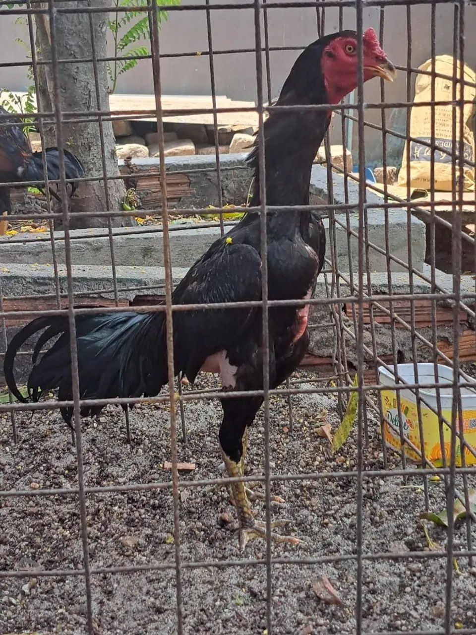 Frango  - Foto 2