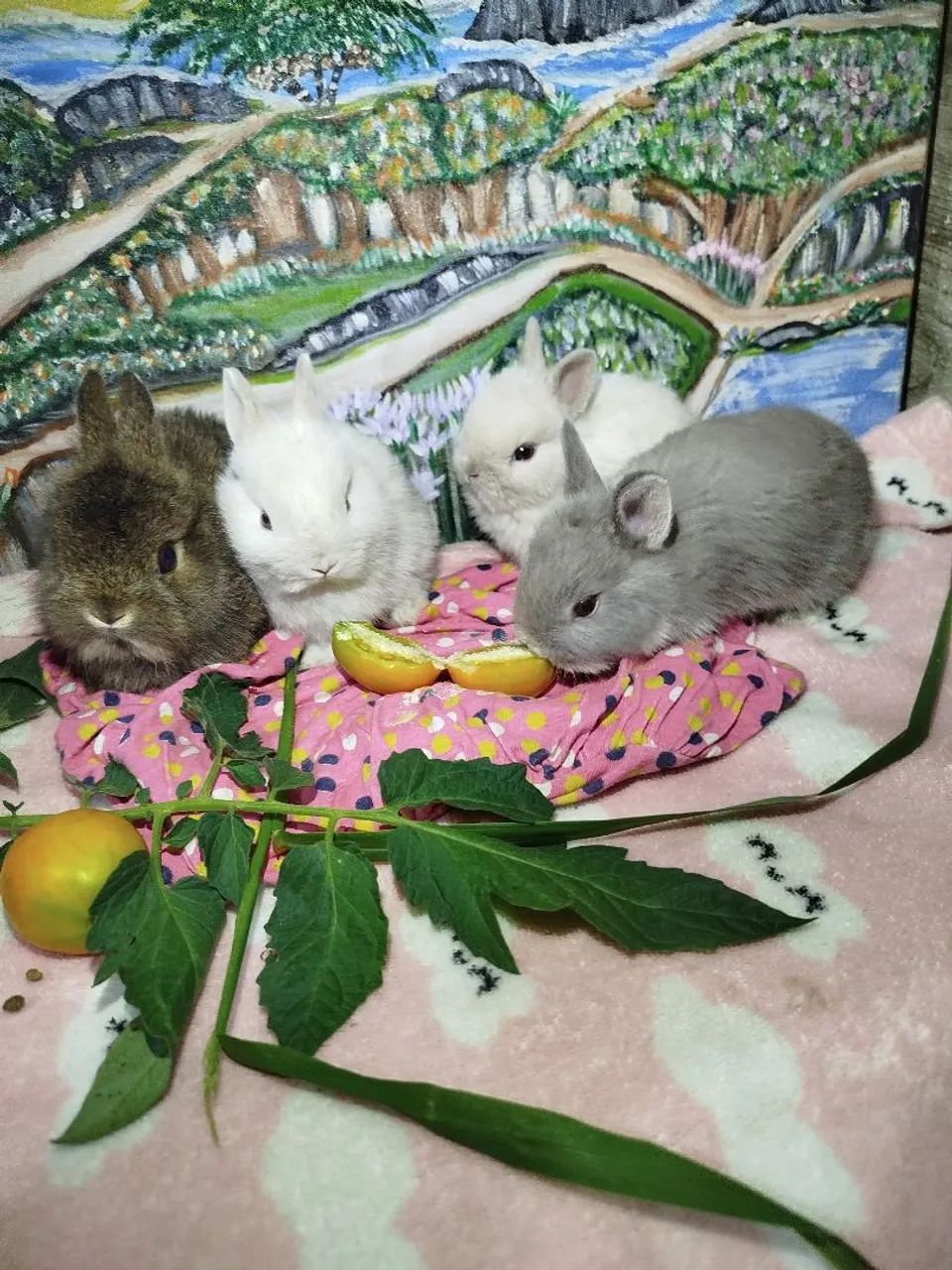 Mini coelhos  - Foto 2