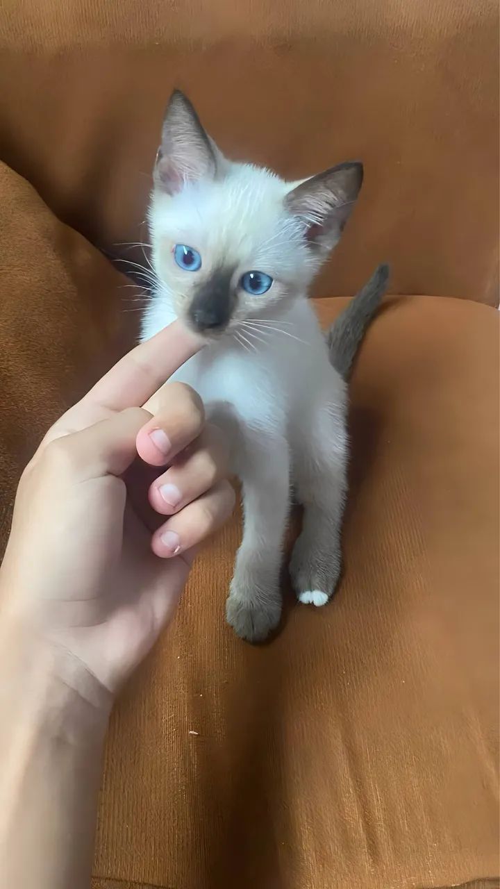 DOAÇÃO GATA