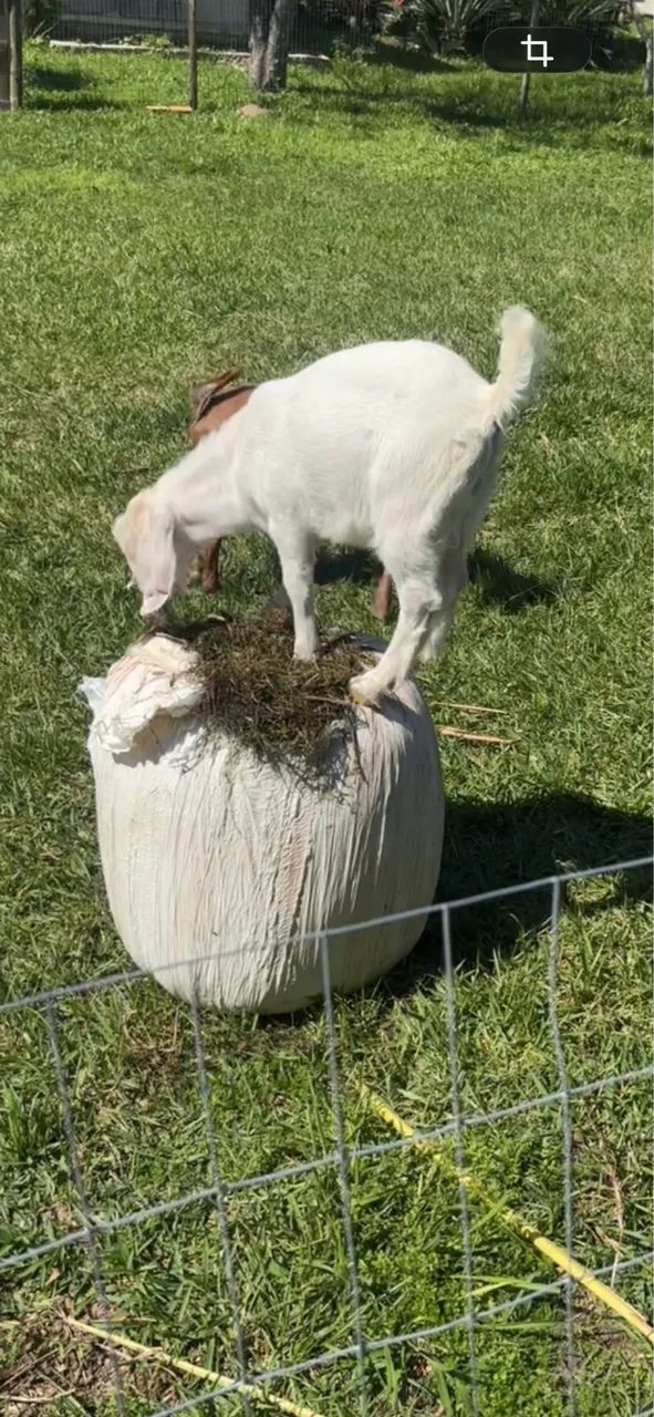 Cabrito  - Foto 5