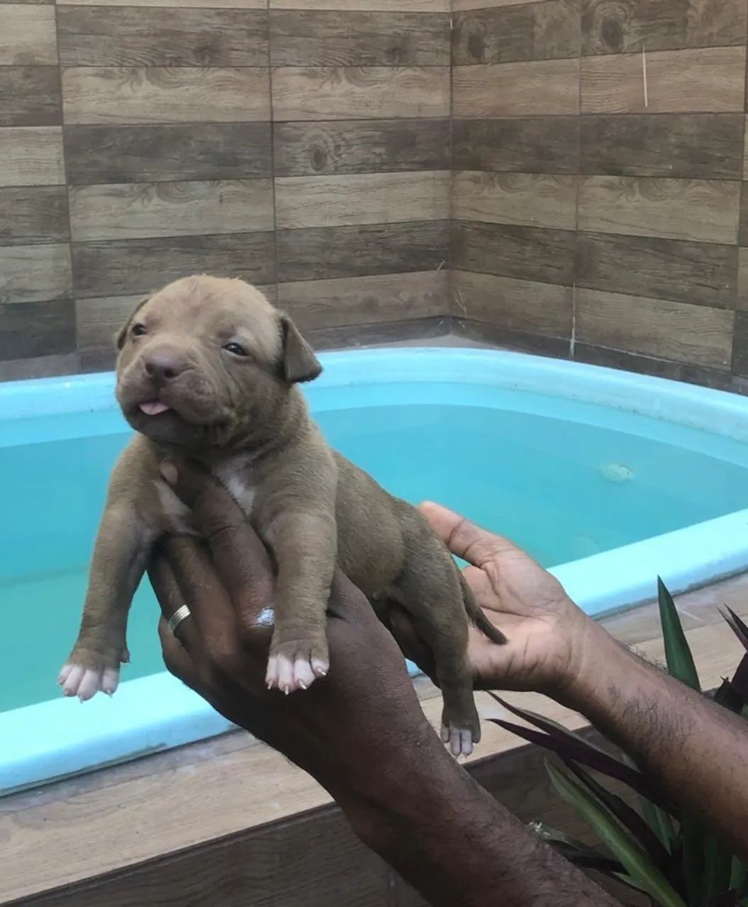 Pitbull Monster  - Foto 4