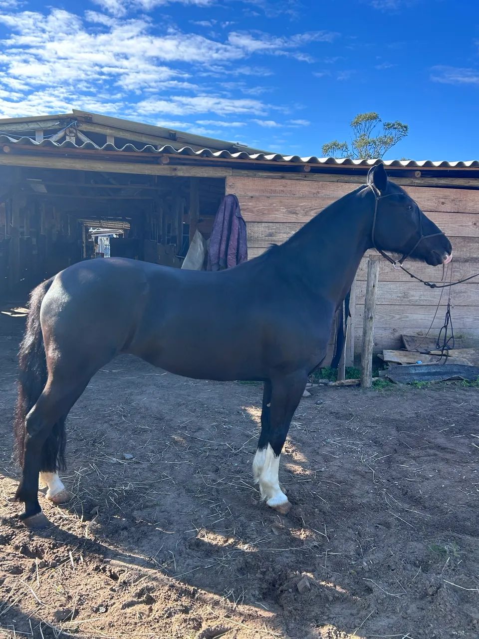 Égua crioula pronta pra laço  - Foto 3