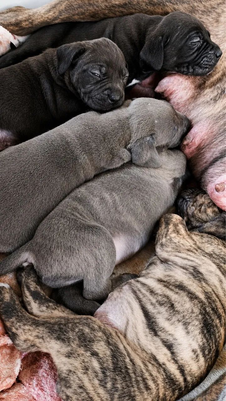 Cane Corso - Foto 4