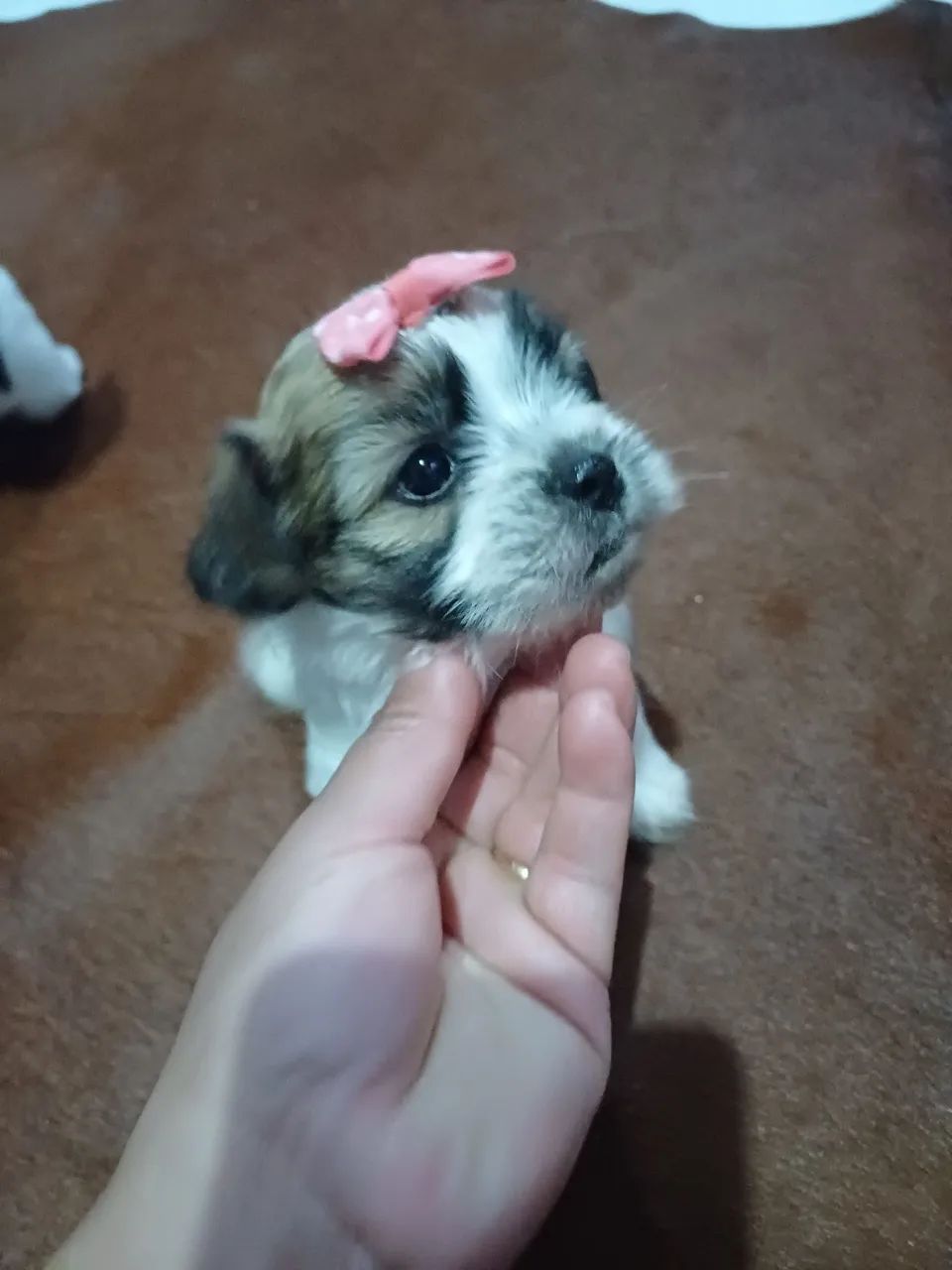 Filhotes de shitzu e Lhasa apso 