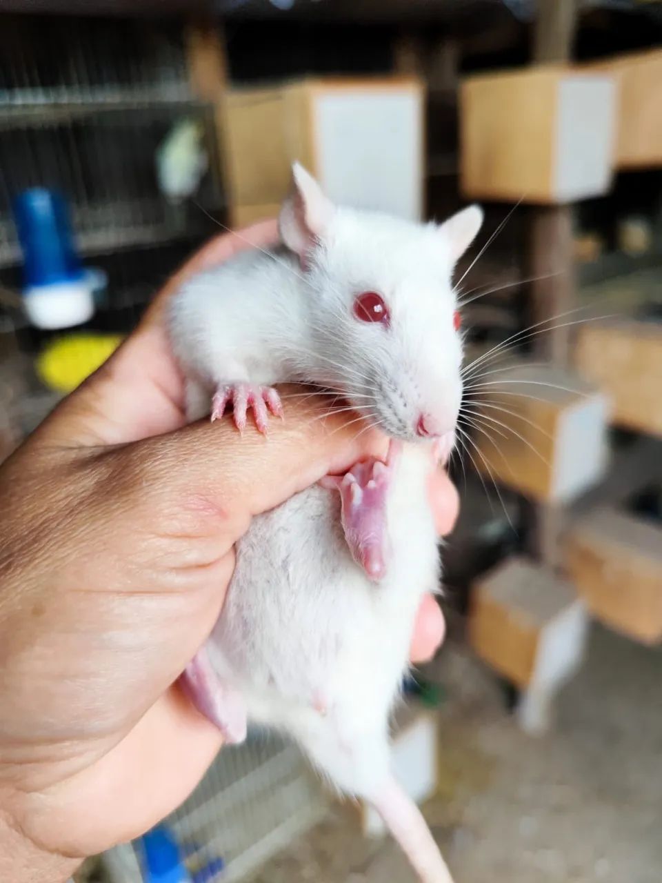 ratos twistter - Foto 4